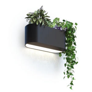 Изображение Стэрия Плант настенный